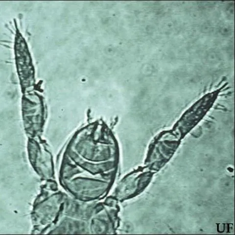 thumbnail for publication: Proturans Protura spp. (Entognatha: Protura)